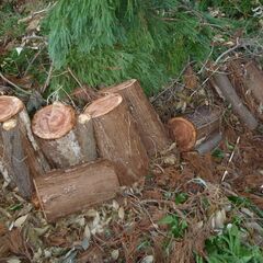 伐採した丸太差し上げます！ （薪ストーブ　焚き火　キャンプなどに）の画像