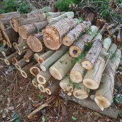伐採した丸太差し上げます！ （薪ストーブ　焚き火　キャンプなどに）の画像