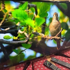 パナソニックTH-43EX600 43型2017年製⭕️ 地上 BS/CS、ネット動画可の画像