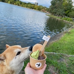 Japanese Lesson🇯🇵Online or In-Person(1h/$25)の画像