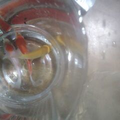 ボトル入りニシキゴイ(3匹)2ボトル追加品出ししました。の画像