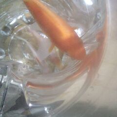 ボトル入りニシキゴイ(3匹)2ボトル追加品出ししました。の画像