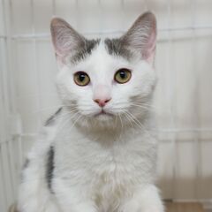 5ヶ月ブルータビー＆ホワイト【里親募集】 