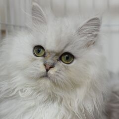5ヶ月ペルシャ♂チンチラシルバー【里親募集】