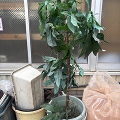 フェイクグリーンの画像