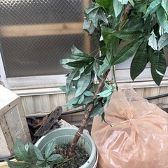 フェイクグリーンの画像