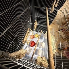 大きい鳥籠ゲージ➕カバーの画像