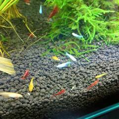 ミックスめだか　１０匹　若魚の画像