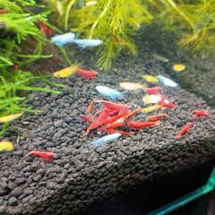 ミックスめだか　１０匹　若魚の画像