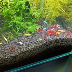 ミックスめだか　１０匹　若魚の画像