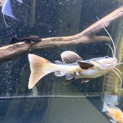 レッドテールキャット　ショート個体　熱帯魚　鑑賞　古代の画像