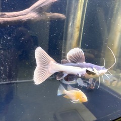 レッドテールキャット　ショート個体　熱帯魚　鑑賞　古代の画像