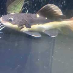 レッドテールキャット　ショート個体　熱帯魚　鑑賞　古代の画像