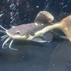 レッドテールキャット　ショート個体　熱帯魚　鑑賞　古代の画像