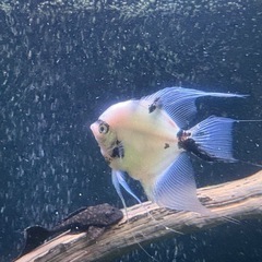 エンゼルフィッシュ３匹まとめ売り　熱帯魚　鑑賞
の画像