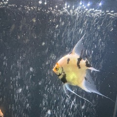 エンゼルフィッシュ３匹まとめ売り　熱帯魚　鑑賞
の画像