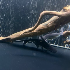 パールム（パールン）　２匹まとめ売り　熱帯魚　鑑賞　古代の画像