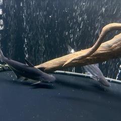 パールム（パールン）　２匹まとめ売り　熱帯魚　鑑賞　古代の画像