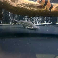 パールム（パールン）　２匹まとめ売り　熱帯魚　鑑賞　古代の画像