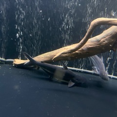 パールム（パールン）　２匹まとめ売り　熱帯魚　鑑賞　古代の画像