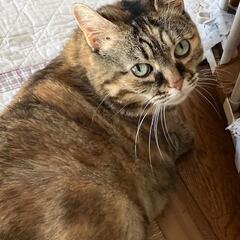 マンチカン９歳メス