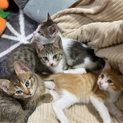 10月29日生まれ★里親募集