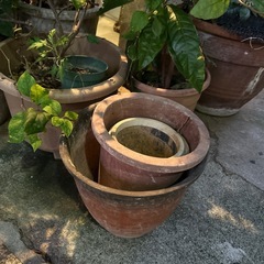 ブーゲンビリア（ピンク）の画像