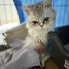 ミヌエットミックス３歳メス