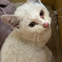 【里親募集】生後3ヶ月の白いかわいい子猫です😄