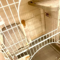 MARUKAN 猫用ペットケージ・サークル 無料の画像