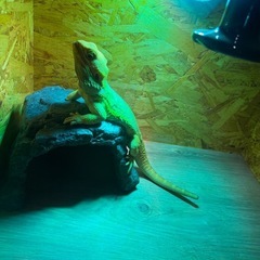 ケージ、ライトの画像