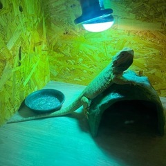 ケージ、ライトの画像