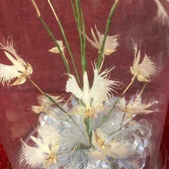 さぎ草　　ガラスドームの画像