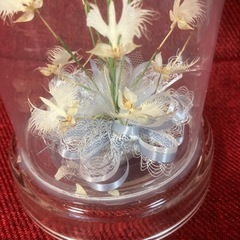 さぎ草　　ガラスドームの画像