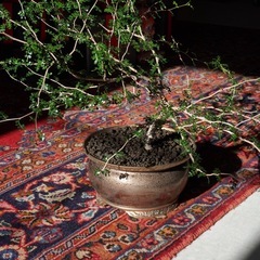 オペルクリカリア   パキプス   　の画像