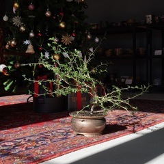 オペルクリカリア   パキプス   　の画像