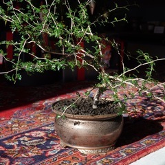 オペルクリカリア   パキプス   　の画像