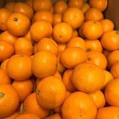 愛媛県産と熊本県産蜜柑1箱10kgの画像