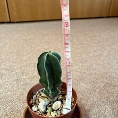 【観葉植物】ペラルゴニウム ミラビレ＆アストロフィツム ランポー玉＆アデニウム タイソコトラナム 3点の画像