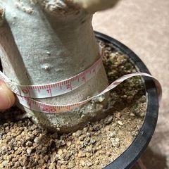 【観葉植物】ペラルゴニウム ミラビレ＆アストロフィツム ランポー玉＆アデニウム タイソコトラナム 3点の画像