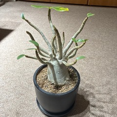 【観葉植物】ペラルゴニウム ミラビレ＆アストロフィツム ランポー玉＆アデニウム タイソコトラナム 3点の画像