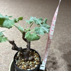 【観葉植物】ペラルゴニウム ミラビレ＆アストロフィツム ランポー玉＆アデニウム タイソコトラナム 3点の画像