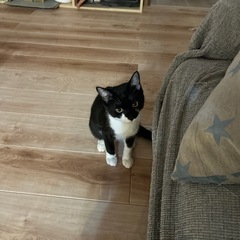 黒白猫ちゃんです。