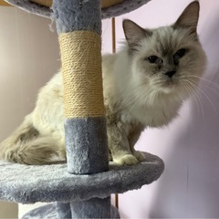 ラグドール 3歳の女の子