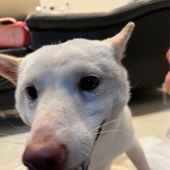 柴犬・ミックス　2歳半　メス♀（足に生まれつき障害あり） - 浦添市