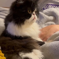 エキゾチックロングヘア　ショートヘア