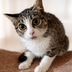 🌸🐈キジシロの仔猫🐈🌸