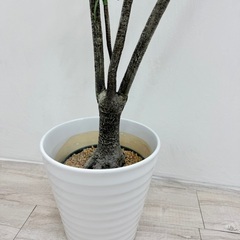 観葉植物(フェイク)ドラセナの画像