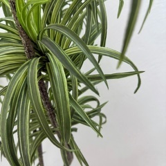 観葉植物(フェイク)ドラセナの画像