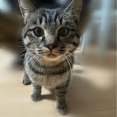 人懐っこい🩵生後約7ヶ月の男の子💙